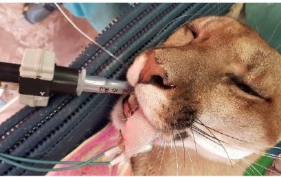 Anestesia em animais silvestres e pets não-convencionais: diferenças importantes em relação a animais domésticos