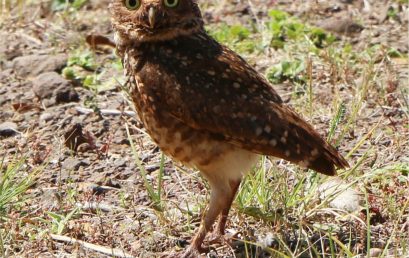 AS CORUJAS-BURAQUEIRAS DO CAMPUS