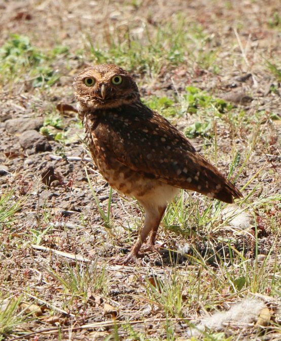 AS CORUJAS-BURAQUEIRAS DO CAMPUS
