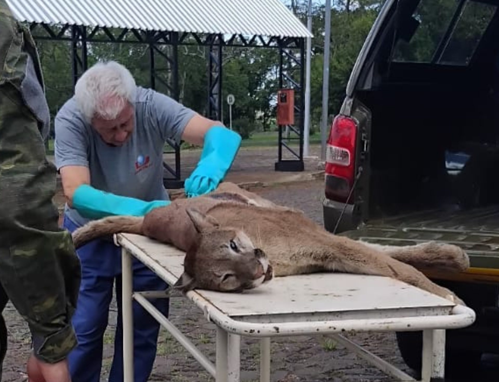 VIDA SELVAGEM VIDA SELVAGEM