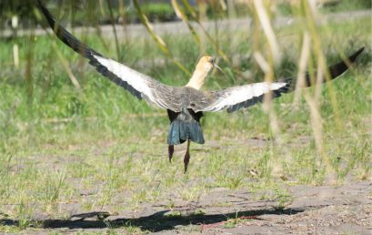 AVISTAMENTO DE CURICACAS NO CAMPUS