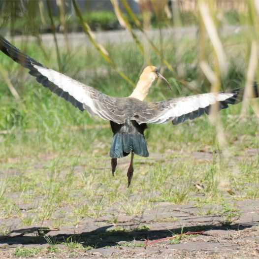 AVISTAMENTO DE CURICACAS NO CAMPUS