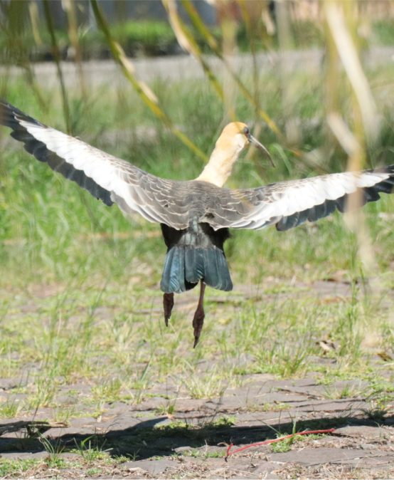 AVISTAMENTO DE CURICACAS NO CAMPUS