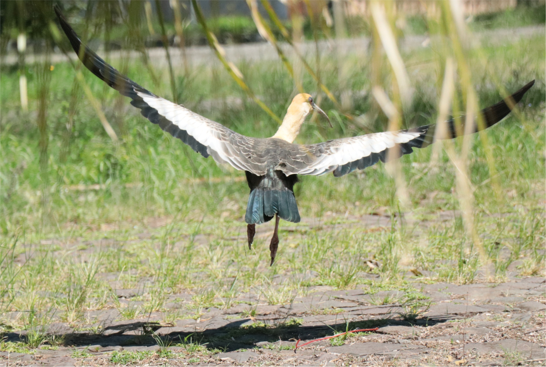 AVISTAMENTO DE CURICACAS NO CAMPUS