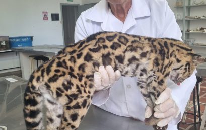 MAIS UM ANIMAL SILVESTRE ENTREGUE PARA TAXIDERMIA