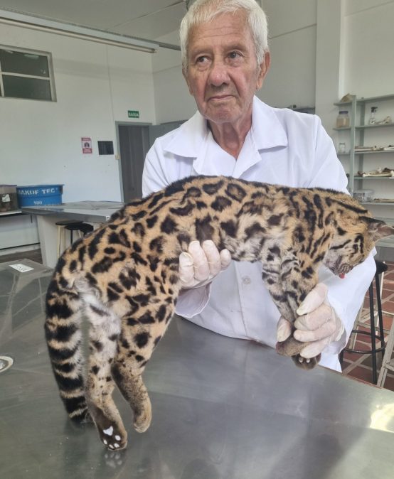 MAIS UM ANIMAL SILVESTRE ENTREGUE PARA TAXIDERMIA