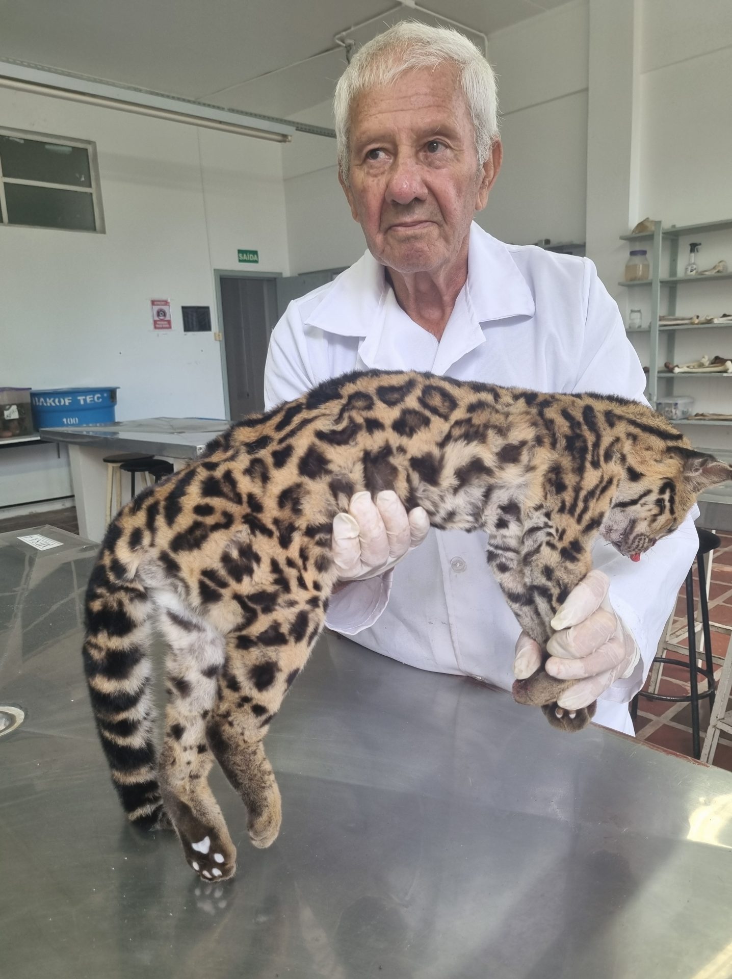 MAIS UM ANIMAL SILVESTRE ENTREGUE PARA TAXIDERMIA