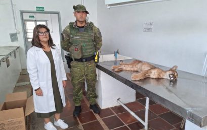 FILHOTE DE ONÇA-PARDA