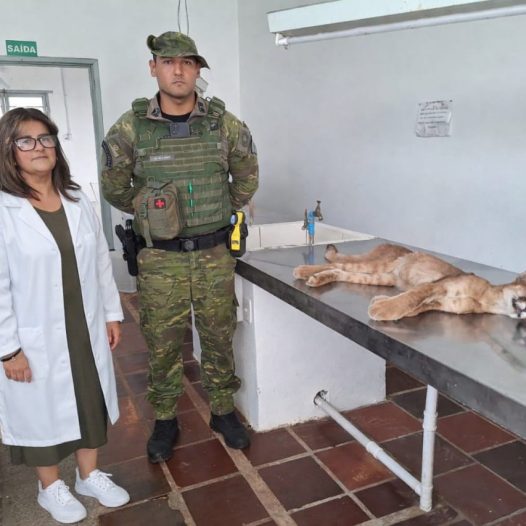 FILHOTE DE ONÇA-PARDA