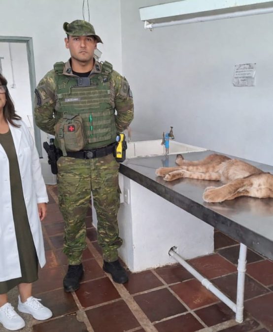 FILHOTE DE ONÇA-PARDA