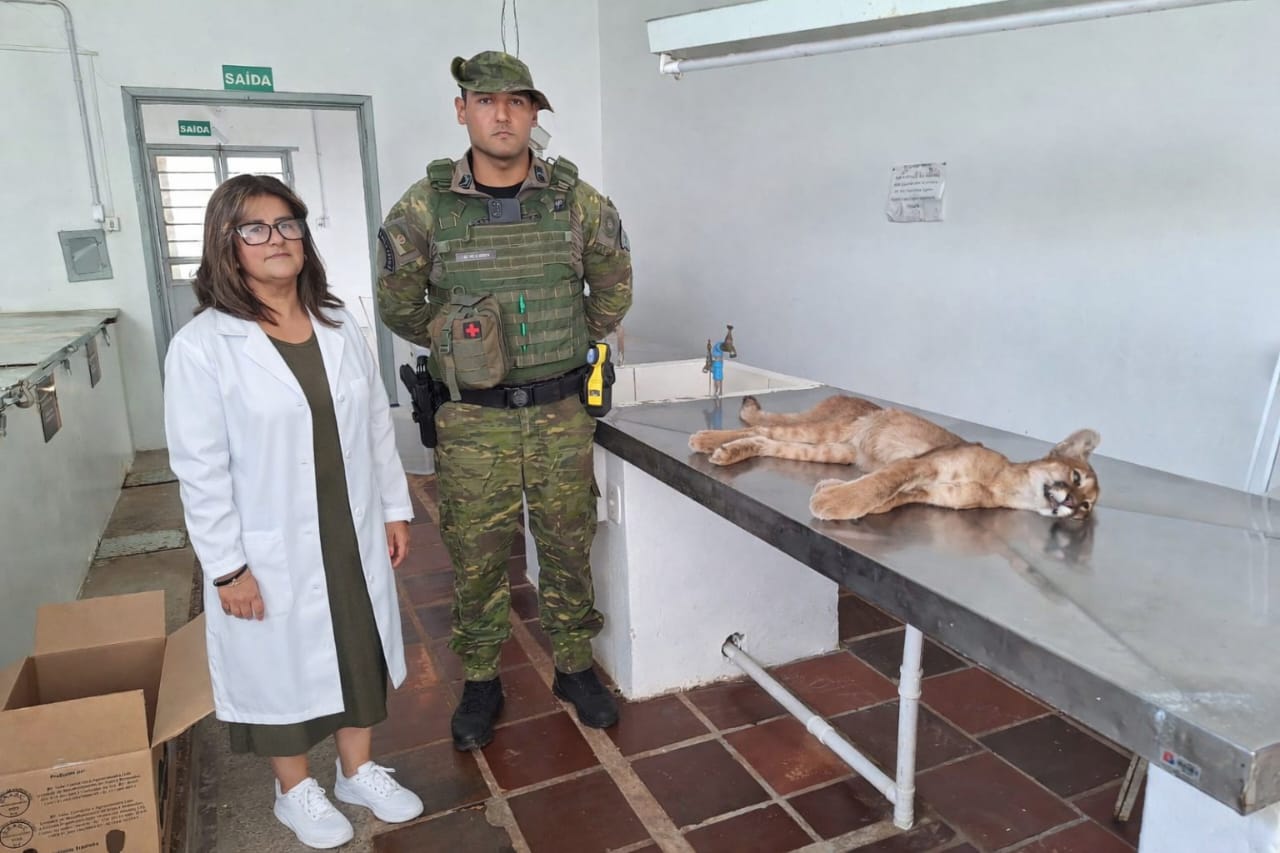 FILHOTE DE ONÇA-PARDA