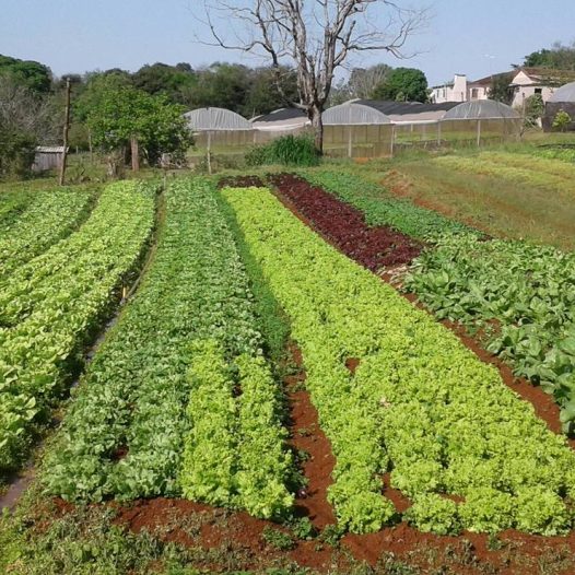 AGRICULTURA FAMILIAR